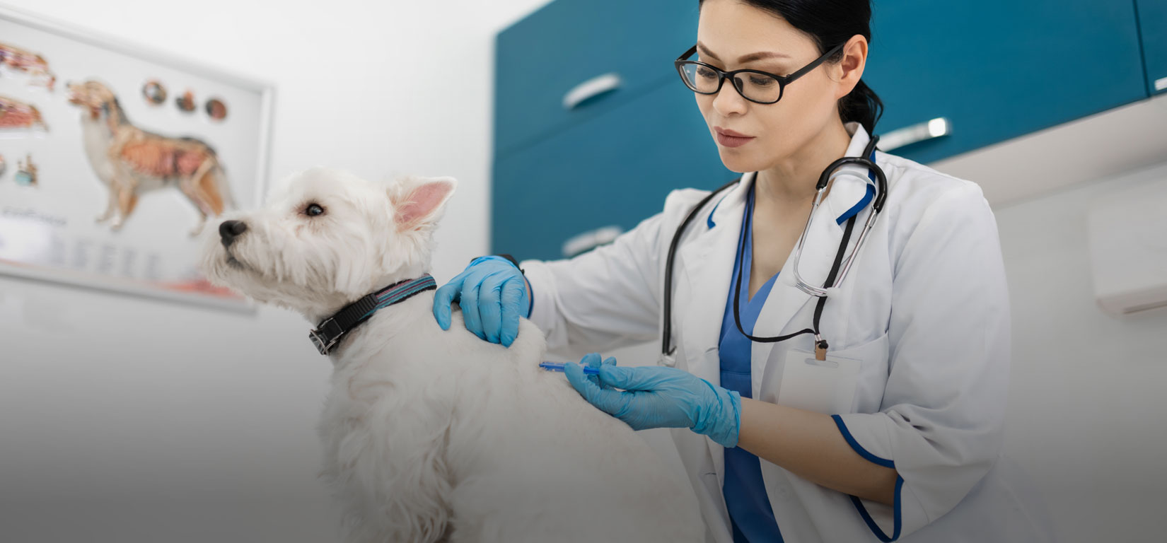 Médica/veterinaria